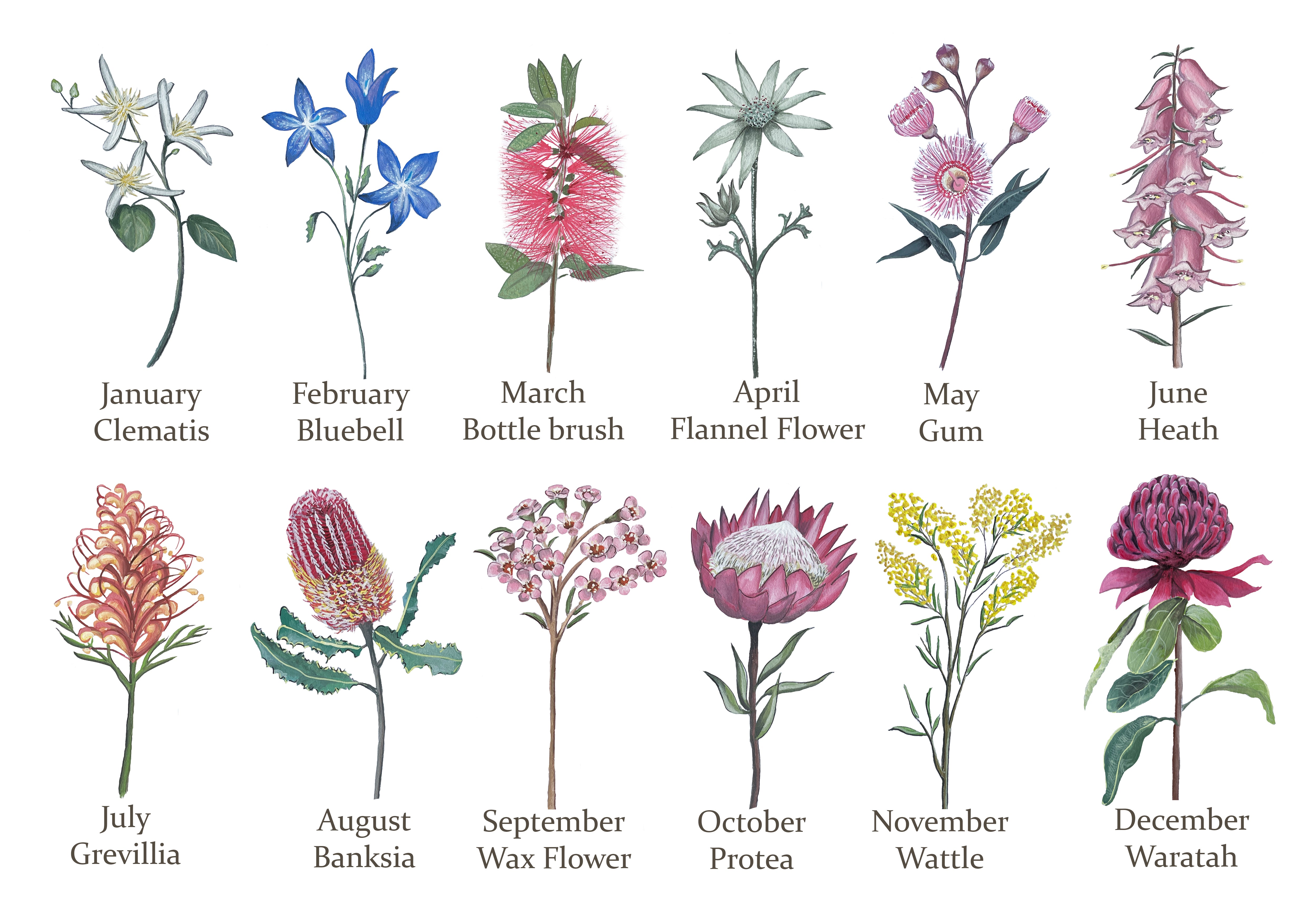 Personalised BIRTH FLOWER Print (Australian Native Floral) – ArgsRepublic